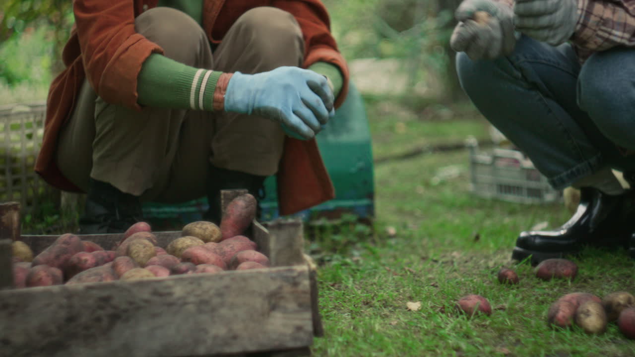Woman Helping Grandmother with Harvesting Fresh Potatoes in Autumn Garden