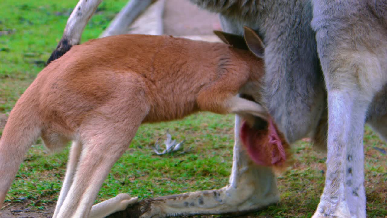 Baby joey kangaroo tries to enter mother's pouch and smell's it.