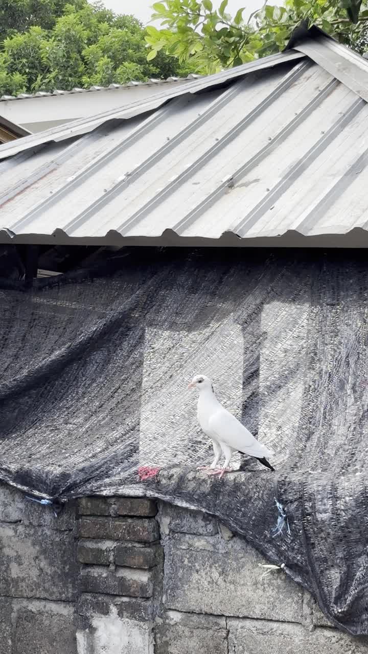 White Pigeon Standing on a Wall Next to a Corrugated Metal Roof