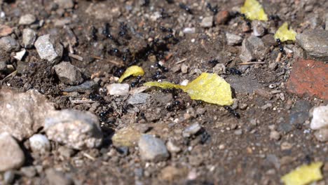 Human-leftovers-being-eaten-by-many-ants