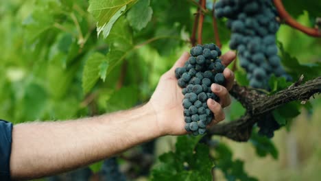 mano masculina tocando uvas oscuras en viñedo