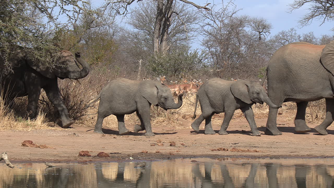 Una famiglia di elefanti, giovani e anziani, che arrivano a una pozza d'acqua in Africa.