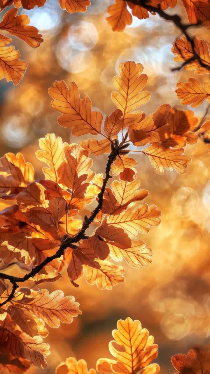 Close-up, upward angle of autumn leaves with warm, golden bokeh background, capturing a serene