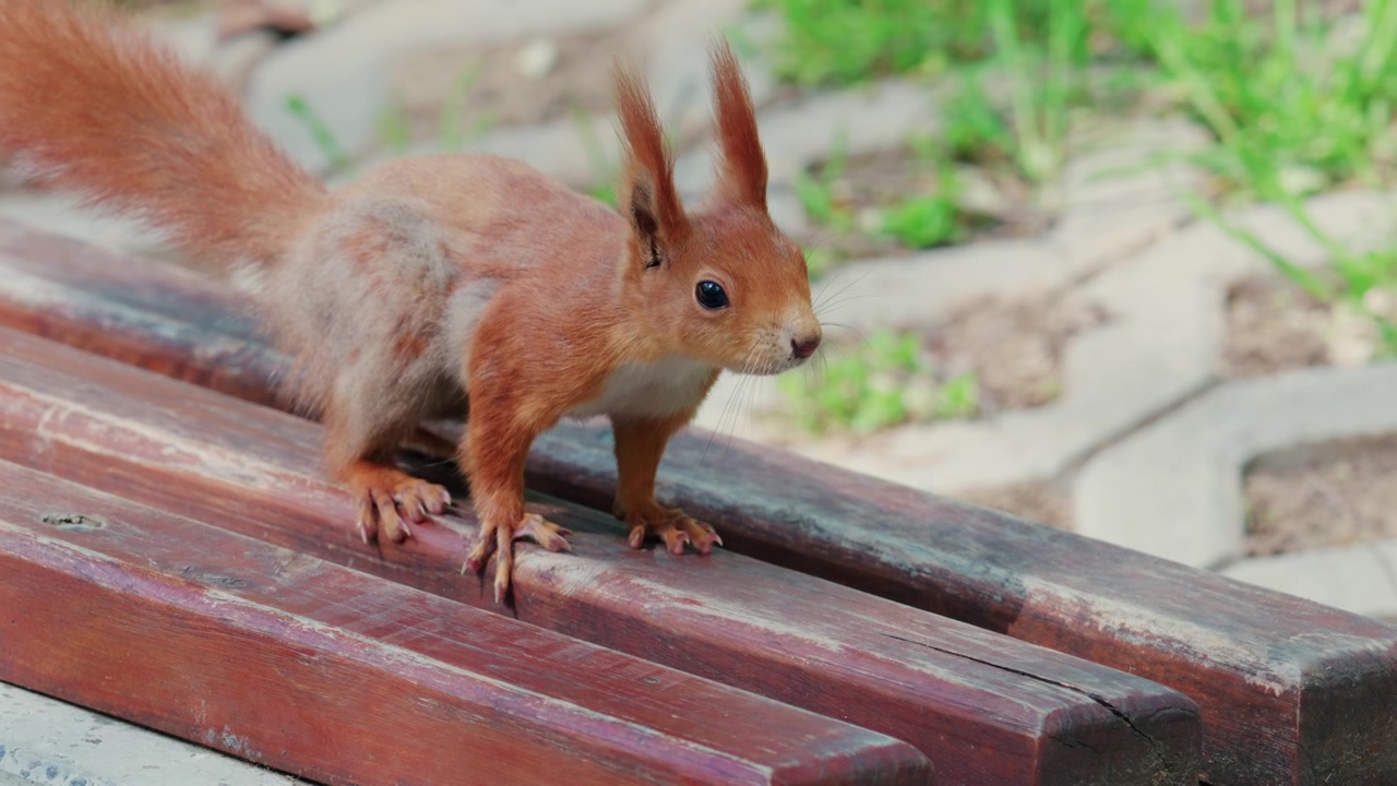 Curioso scoiattolo rosso in piedi su una panchina di legno del parco, all'erta