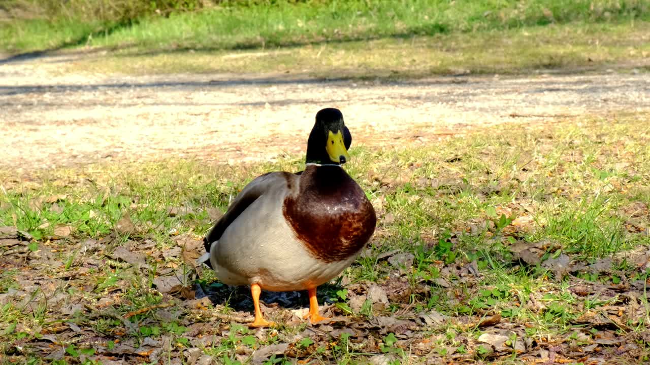 Anatra adulta, germano reale in competizione per l'accoppiamento con una femmina, corteggiamento della fauna selvatica, rivalità, primavera, riprese HD a mano.