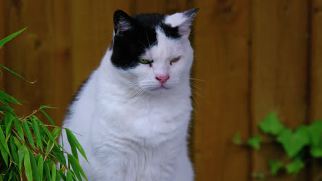 Black-and-white-tom-cat-sitting-outdoors-and-cleaning-himself