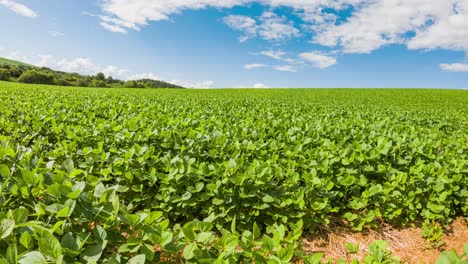 no-till soybean planting over straw, time lapse capture