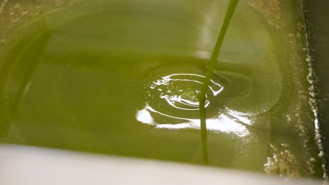 freshly pressed organic extra virgin olive oil being filtered at the end of the production facility and being prepped for bottling in a facility in the region of abruzzo in italy