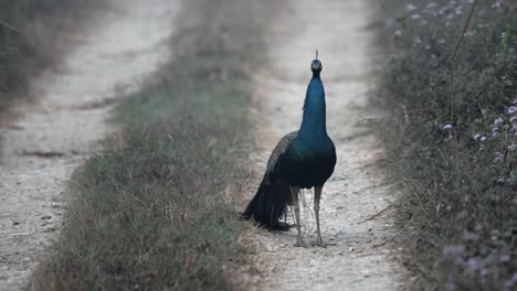 a peacock on the dirt road in the chitwan national park in southern nepal