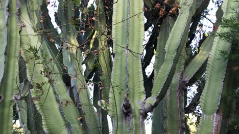 árbol de cactus verde muy grande con hermoso cielo azul