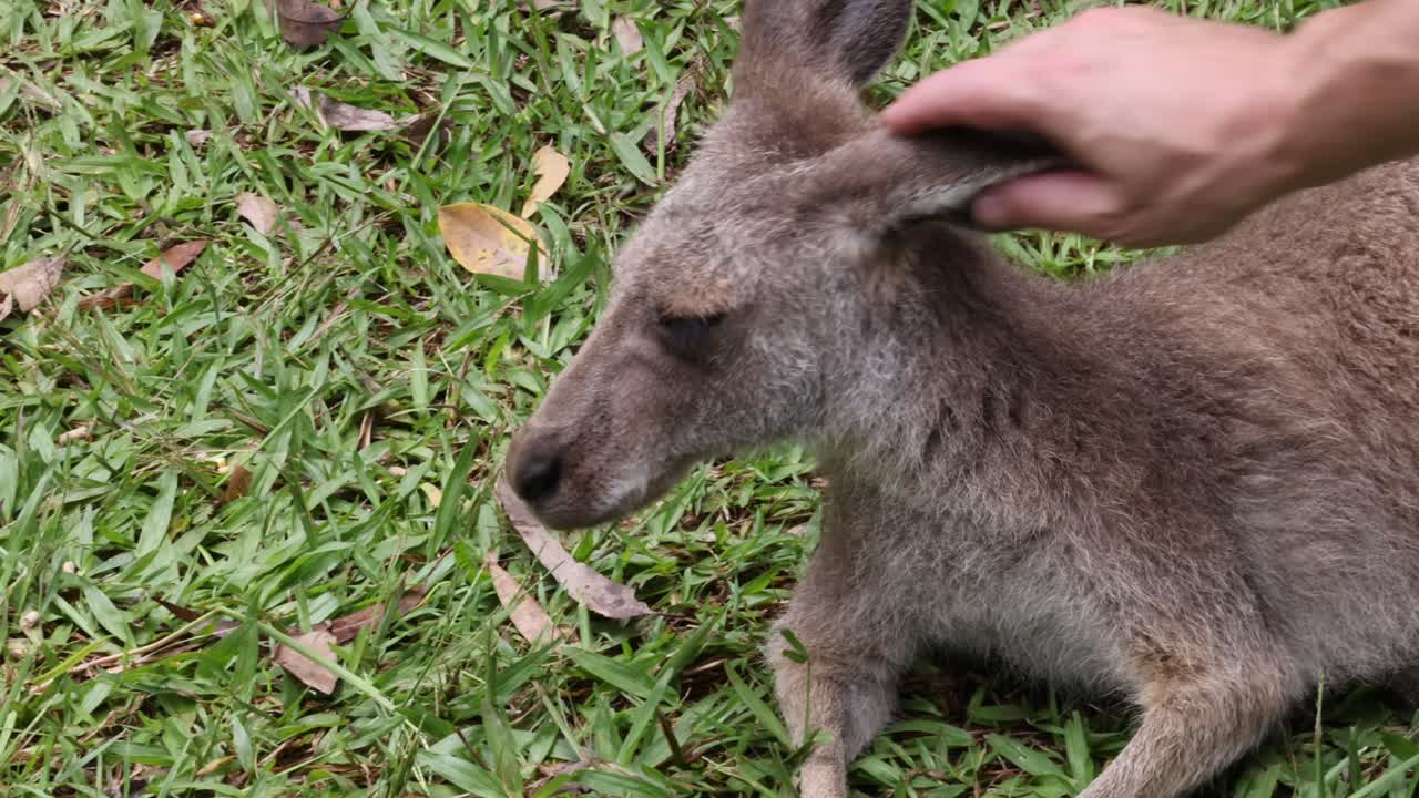 Human petting and bonding with a juvenile kangaroo