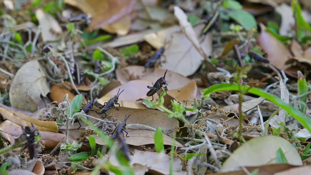 A small swarm of eastern lubber grasshopper crawling and climbing across leafy forest floor as they slowly consume lush green plants.
