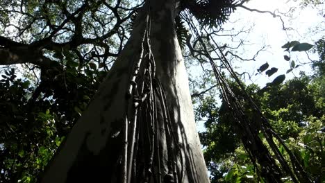 beautiful-forest-view,-tree-trunk-and-liana-reflected-by-sunlight