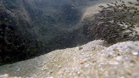 awesome underwater closeup shot of a school of baby fish swimming in the ocean