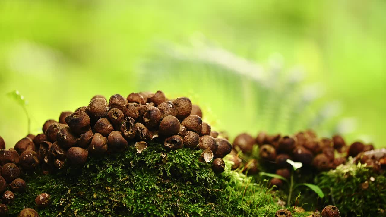 숲에서 밝고 화창한 날 퍼프볼 버섯의 매크로 샷