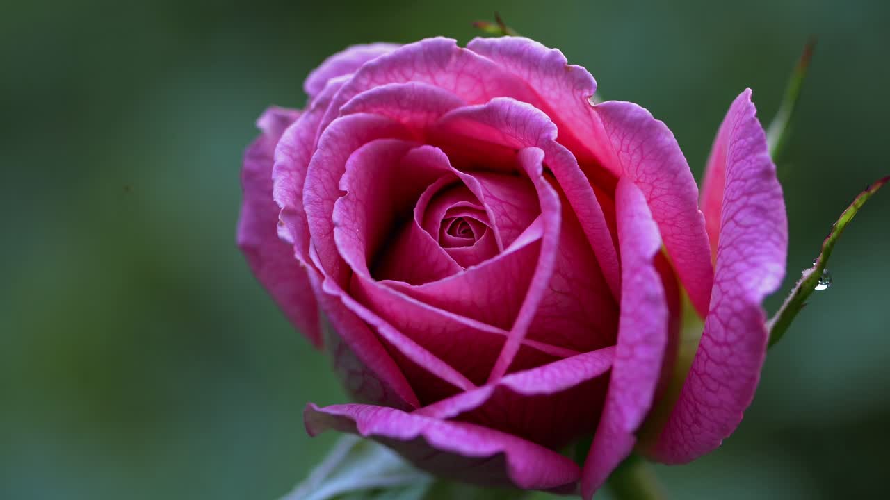 Primer plano de un capullo de rosa rosa con rocío, capturado a la altura de los ojos