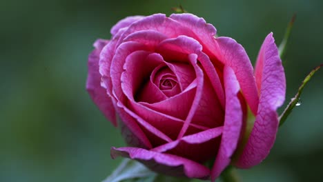 close-up shot of a pink rosebud with dew, captured at eye level