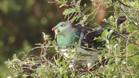 Neuseeland-Waldtaube-Im-Wald---Nahaufnahme