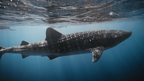 sideview of whale shark in slow motion swimming along surface reflection at top under light beams