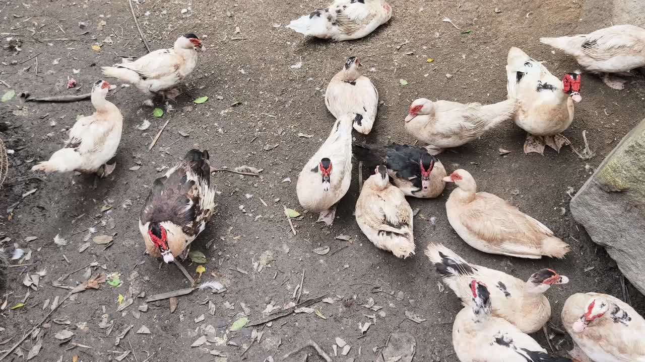 땅 위에 있는 오리 그룹