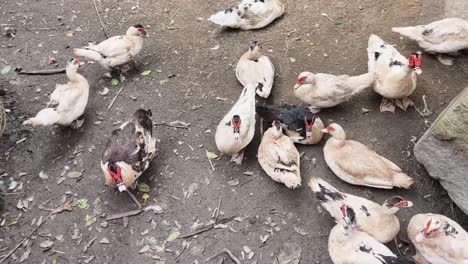 grupo de patos en el suelo