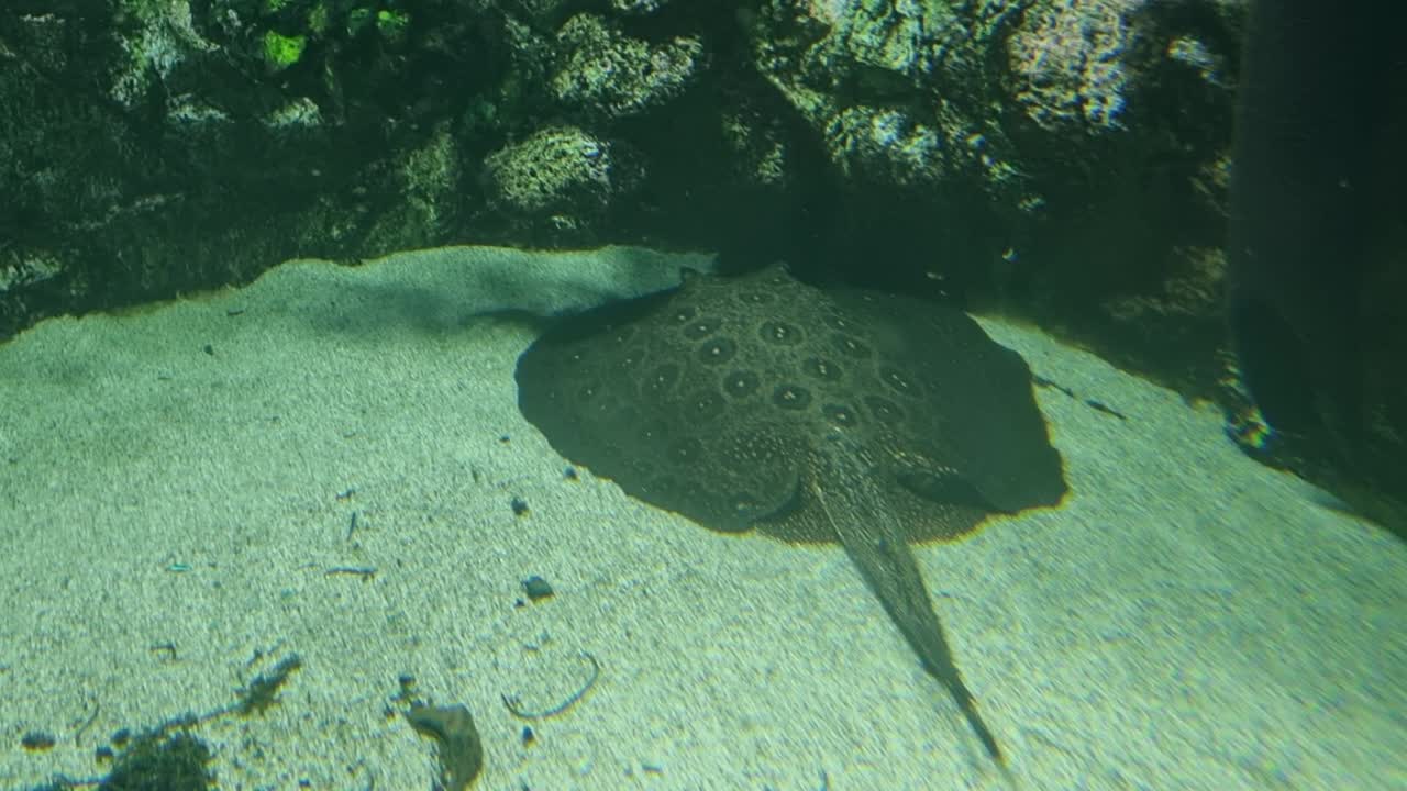 Spotted stingray resting on sandy aquarium floor near rocks in a shallow underwater habitat