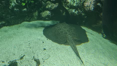 spotted stingray resting on sandy aquarium floor near rocks in a shallow underwater habitat