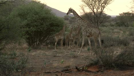 giraffes calves and mother encounter on safari walk.