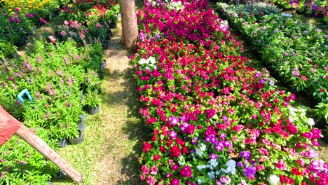 colorful flower market display