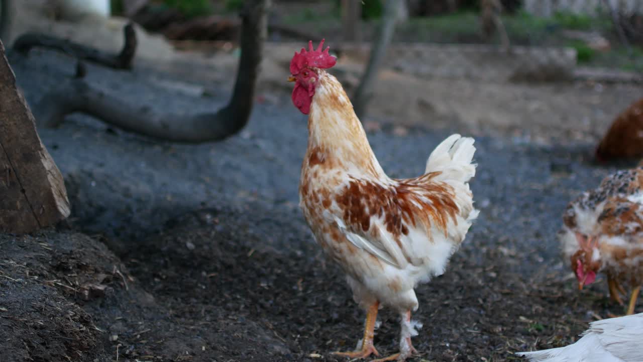 aves domésticas en la cría de pollo. cría de aves de corral en el pueblo