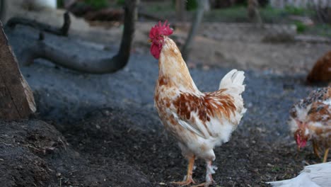 aves domésticas en la cría de pollo. cría de aves de corral en el pueblo