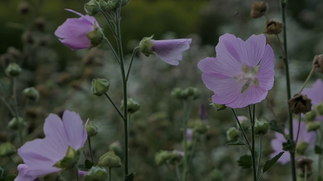 hermosa flor violeta rosa claro en la noche de verano, árbol de jardín malva en el jardín