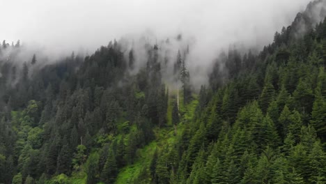 Foggy-mountain-forest-in-Himalaya