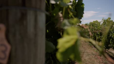 abrazar el pintoresco encanto de un soleado viñedo de nueva zelanda a través de este material de archivo, donde las hojas vibrantes crean una danza hipnotizante, capturando la esencia de la belleza serena