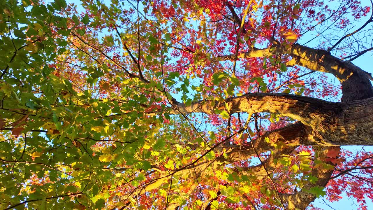 Autumn forest tree with vivid red and yellow foliage under sunlight in peaceful woodland, shaking in wind, natural backdrop