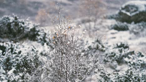 Der-Leichte-Erste-Schnee-Fällt-Langsam