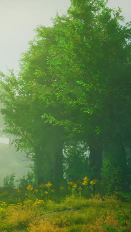 camino del bosque de niebla