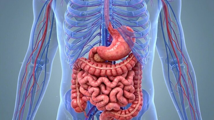 3D Medical Animation of Human Digestive System Anatomy