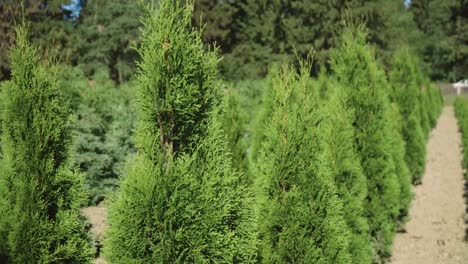 Große-Thuja-Setzlinge-Bereit-Zum-Umpflanzen-Und-Zur-Landschaftsgestaltung