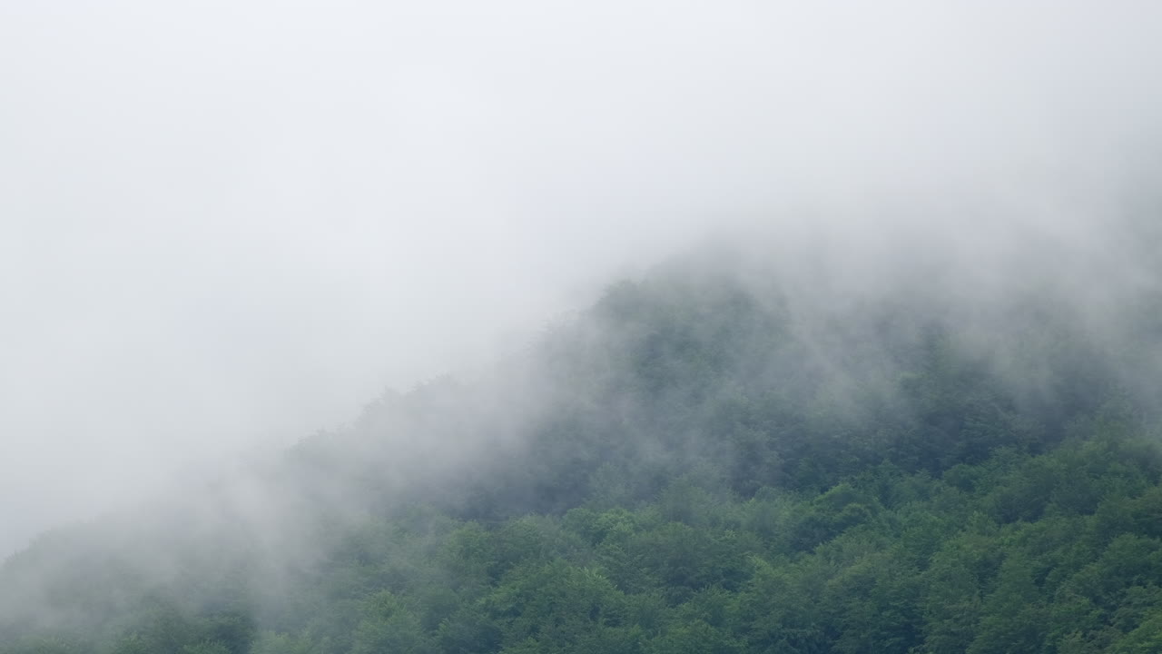 The image shows a green landscape covered in fog Trees are visible through the mist The sky is overcast