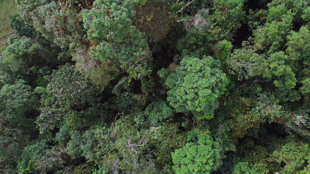 cautivadora vista aérea de arriba hacia abajo de un exuberante bosque, que muestra la belleza natural y los intrincados patrones de los árboles desde una perspectiva única