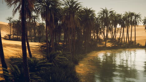 oasis en el desierto