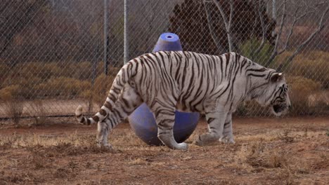 Weißer-Tiger-Joggt-Und-Trabt-Im-Wildschutzgebiet