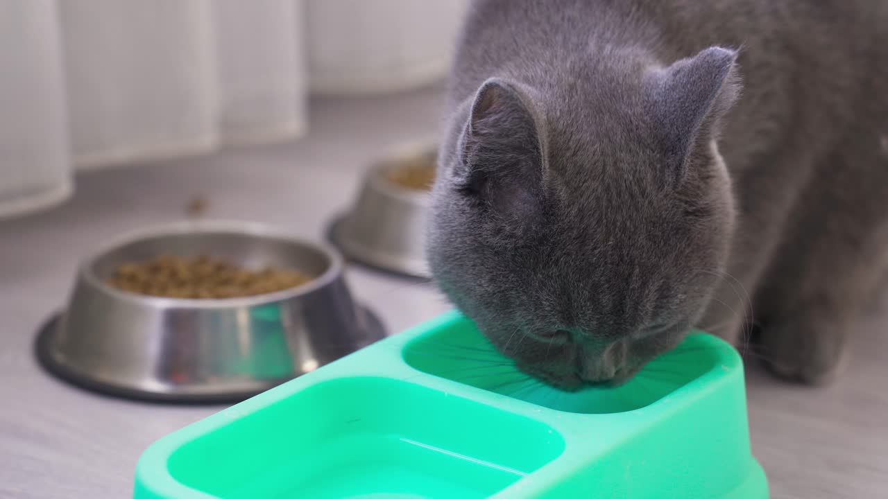 Die Katze trinkt Wasser