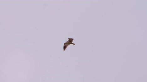 Black-winged-kite-hovering-in-a-gray-white-sky-searching-for-prey-on-the-ground