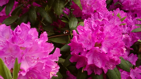 bee flight in slow motion near purple flowers