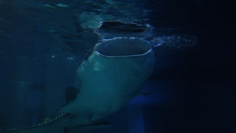 gentle giant glides through underwater habitat