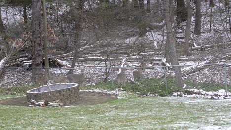 White-tail-deer-sitting-near-the-woods-in-Michigan