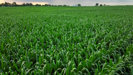 green corn field sprawling in rural usa during a summer sunset