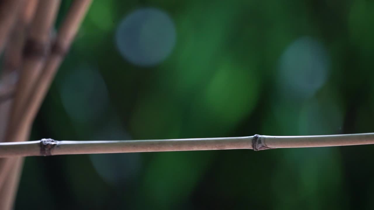 A playful Taiga flycatcher landing on the perch entertaining the photographers displaying it's flight control and accuracy